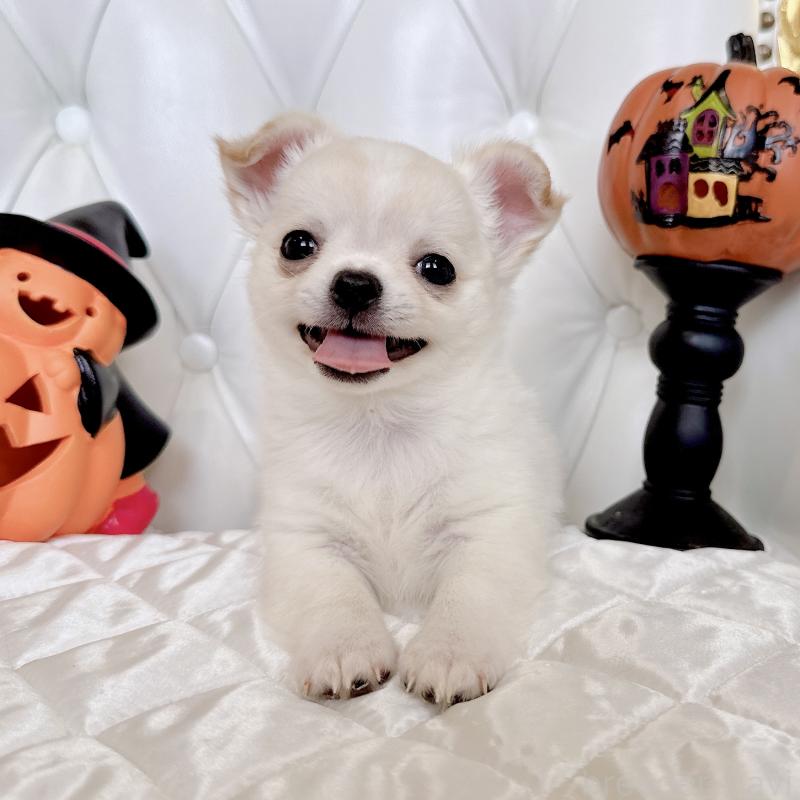 成約済の福岡県のチワワ(ロングコート)-416089の6枚目