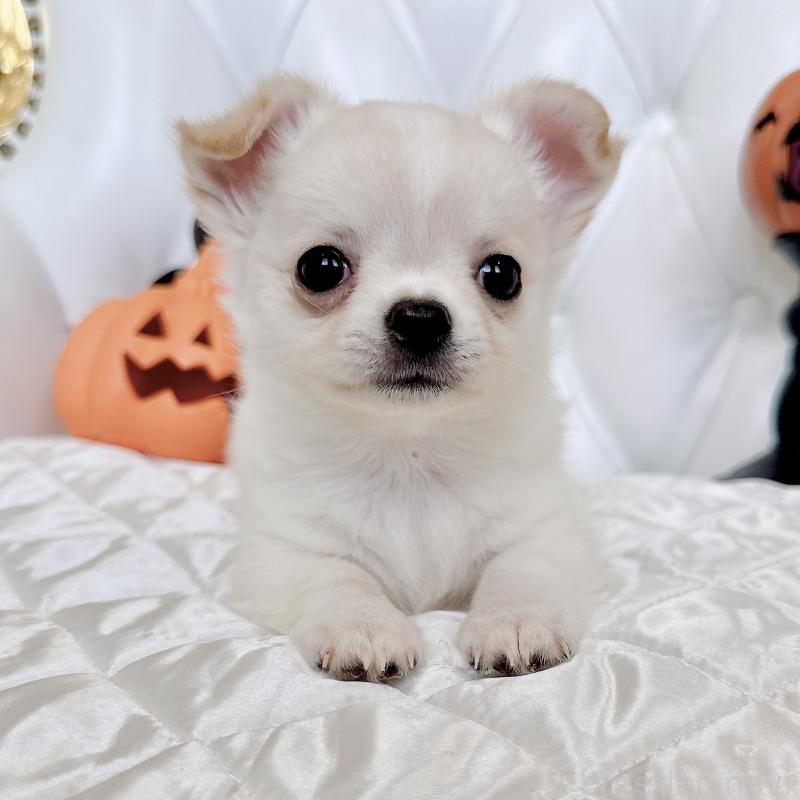 成約済の福岡県のチワワ(ロングコート)-416089の5枚目