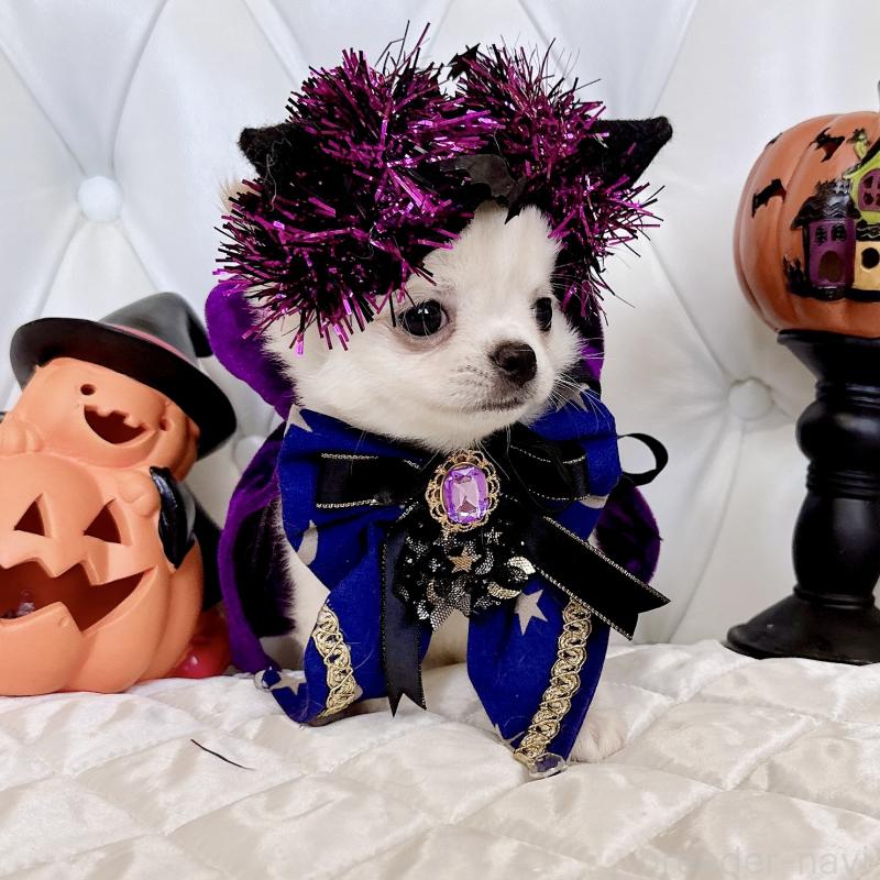 成約済の福岡県のチワワ(ロングコート)-416089の4枚目