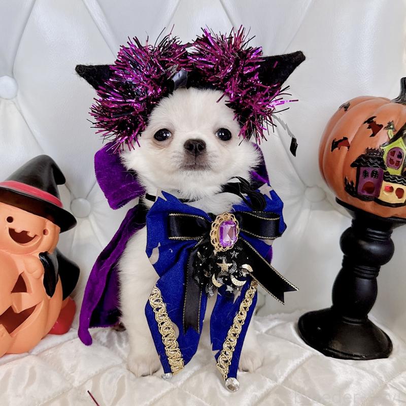 成約済の福岡県のチワワ(ロングコート)-416089の3枚目