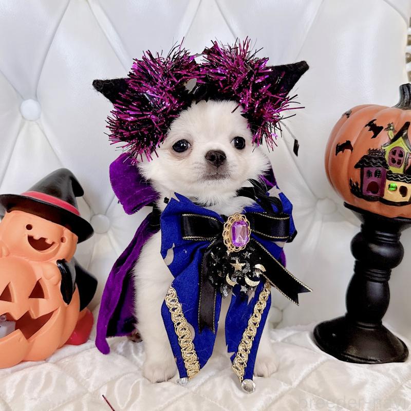 成約済の福岡県のチワワ(ロングコート)-416089の2枚目