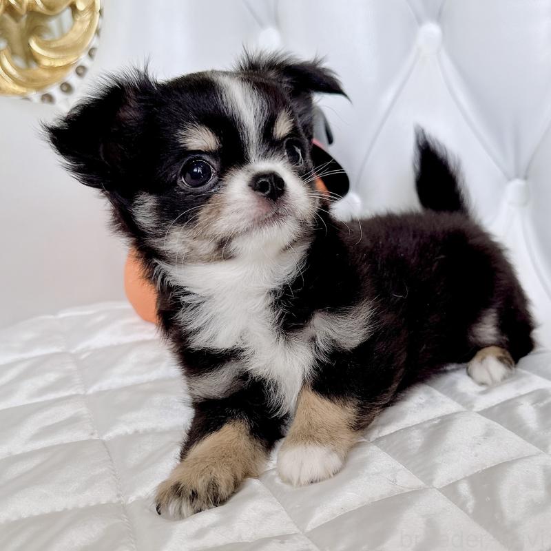 成約済の福岡県のチワワ(ロングコート)-416070の10枚目