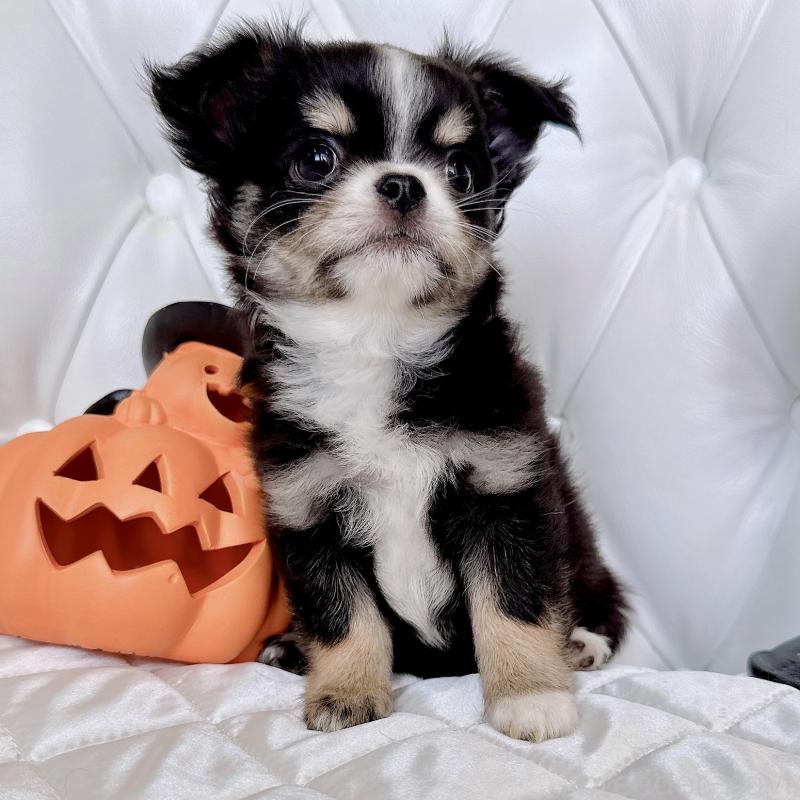 成約済の福岡県のチワワ(ロングコート)-416070の9枚目