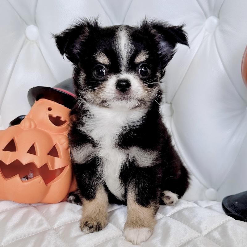 成約済の福岡県のチワワ(ロングコート)-416070の8枚目