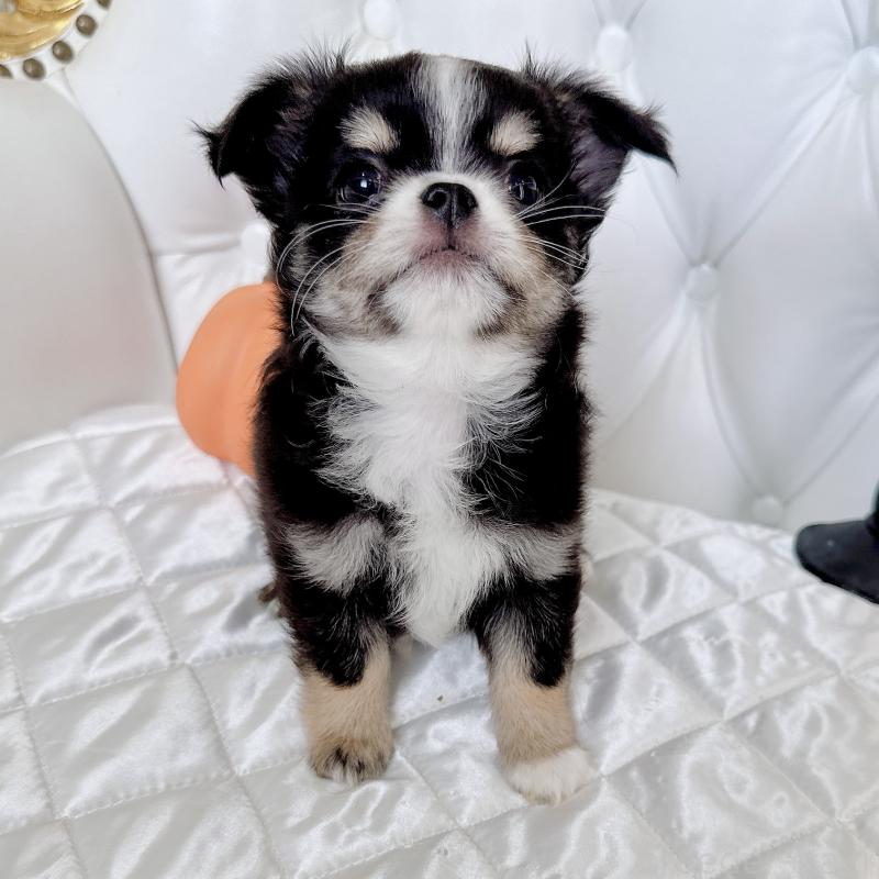 成約済の福岡県のチワワ(ロングコート)-416070の7枚目