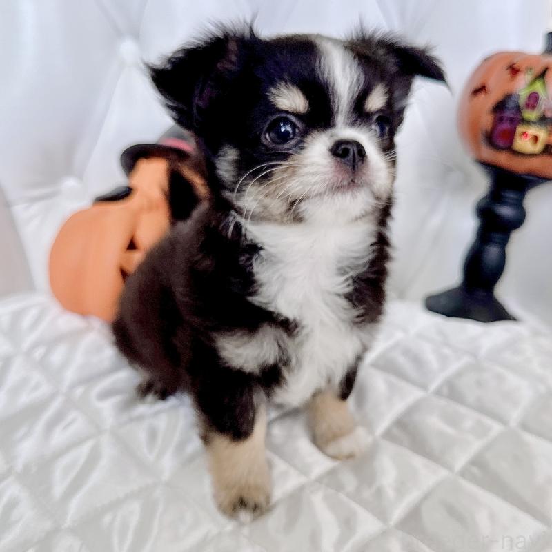 成約済の福岡県のチワワ(ロングコート)-416070の6枚目