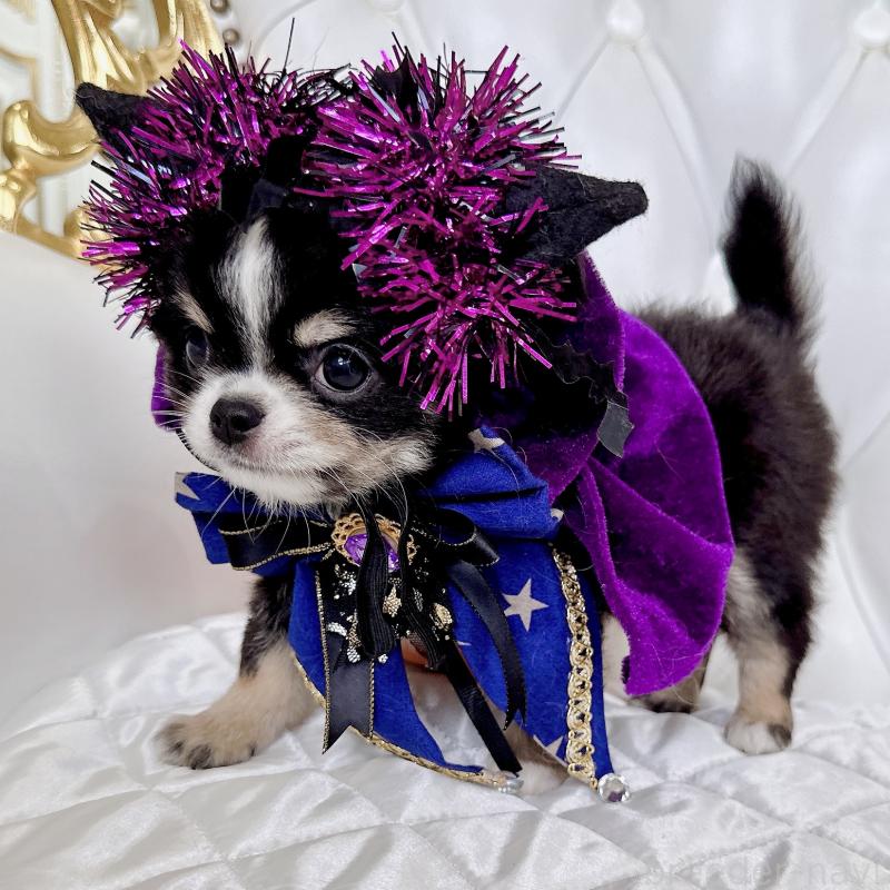 成約済の福岡県のチワワ(ロングコート)-416070の5枚目