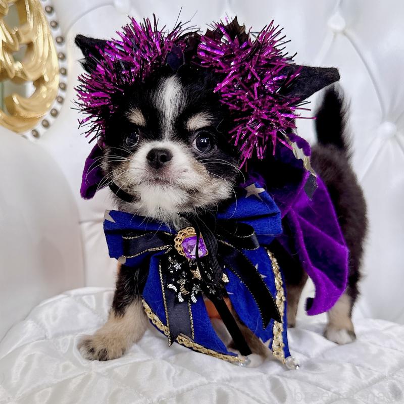 成約済の福岡県のチワワ(ロングコート)-416070の4枚目