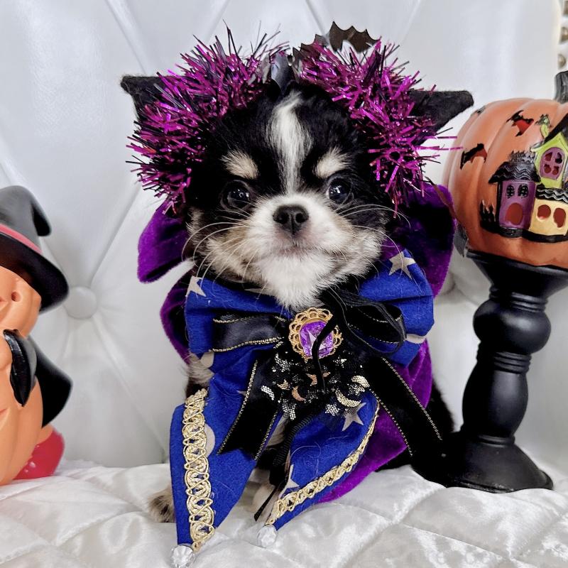 成約済の福岡県のチワワ(ロングコート)-416070の3枚目