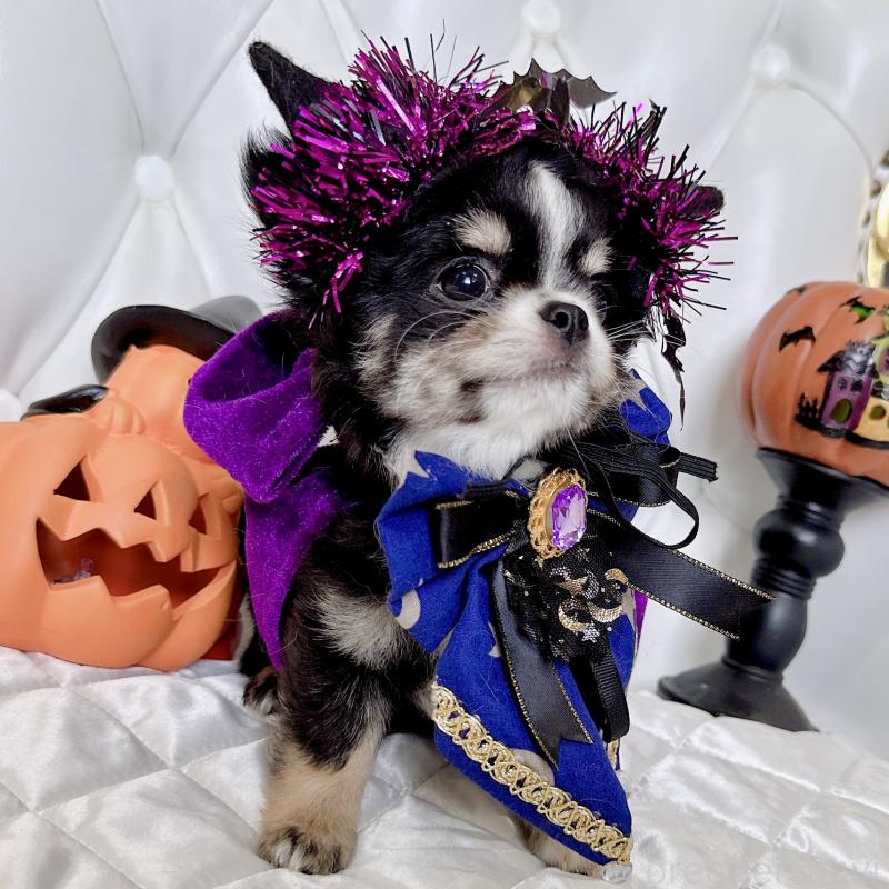 成約済の福岡県のチワワ(ロングコート)-416070の2枚目