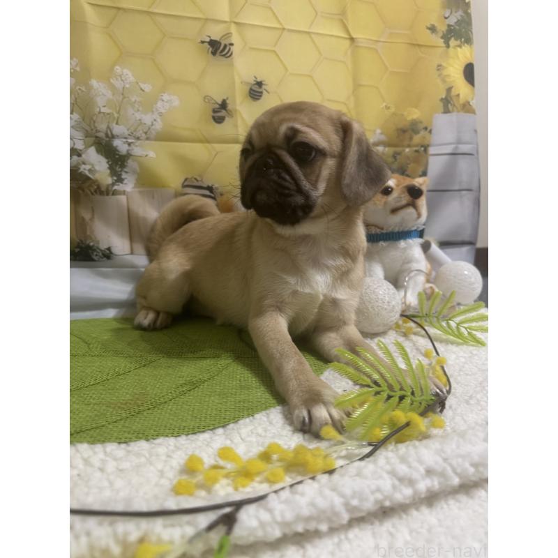 販売中の福井県のミックス犬-411912の3枚目