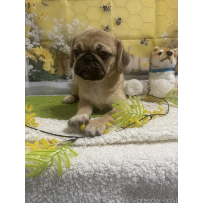 販売中の福井県のミックス犬-411912の2枚目