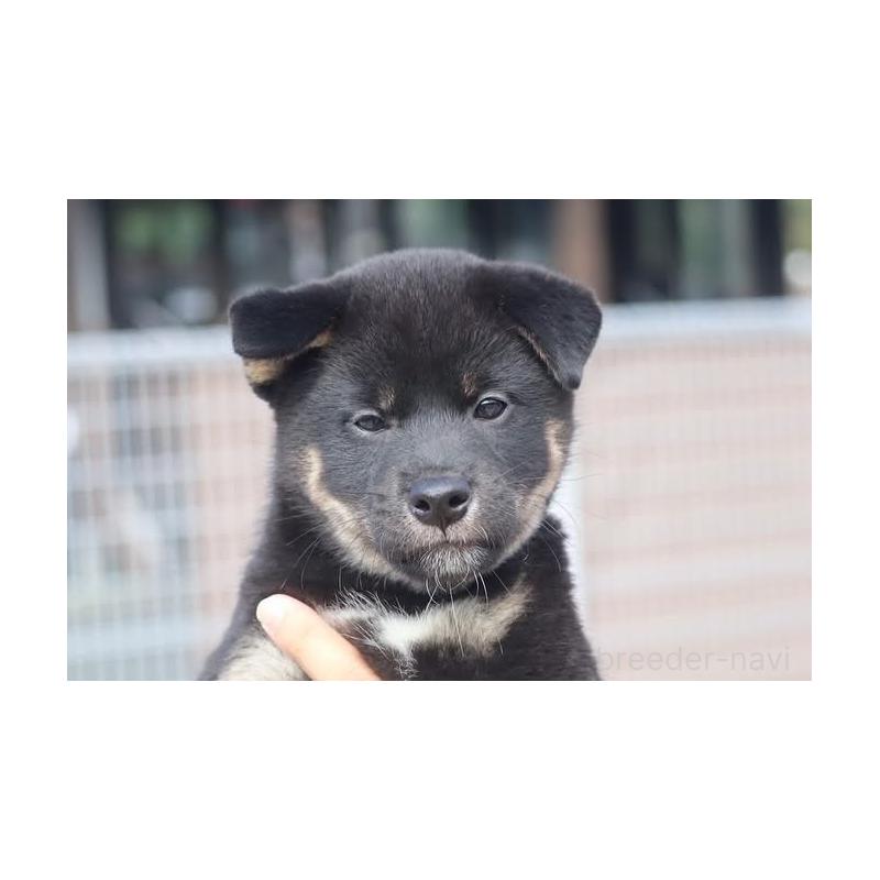 販売中の愛媛県の柴犬-420326の1枚目