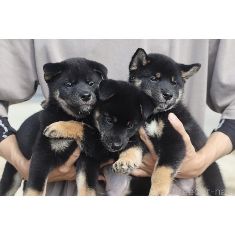 販売中の愛媛県の柴犬-420326の2枚目