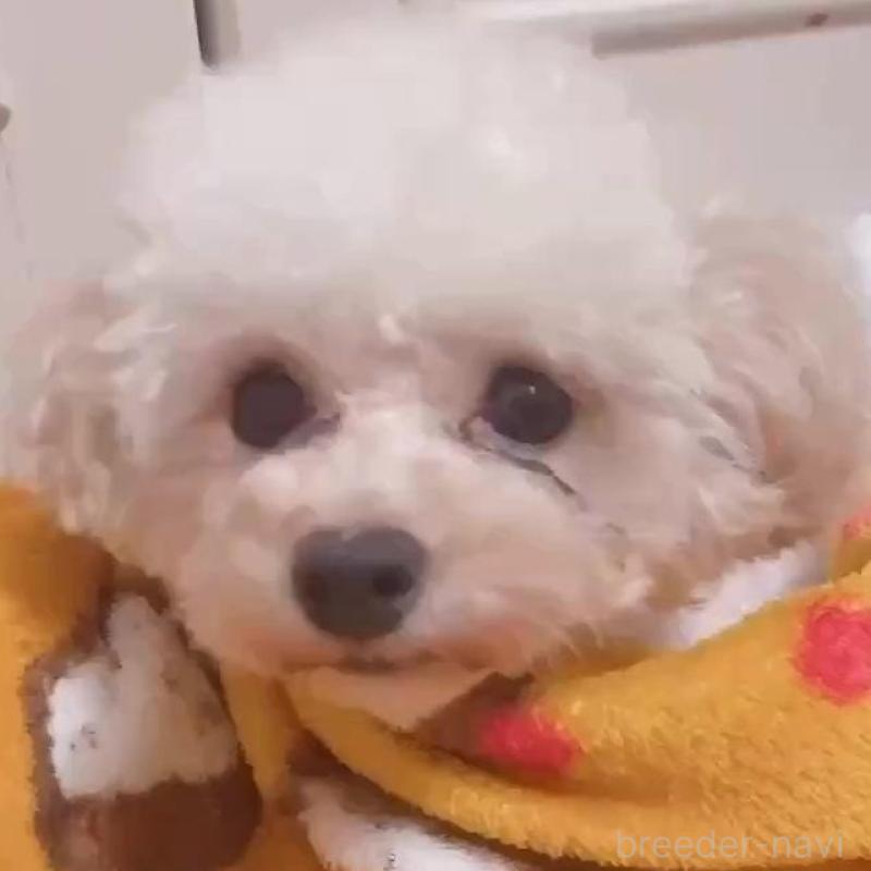 ラブちゃん1枚目