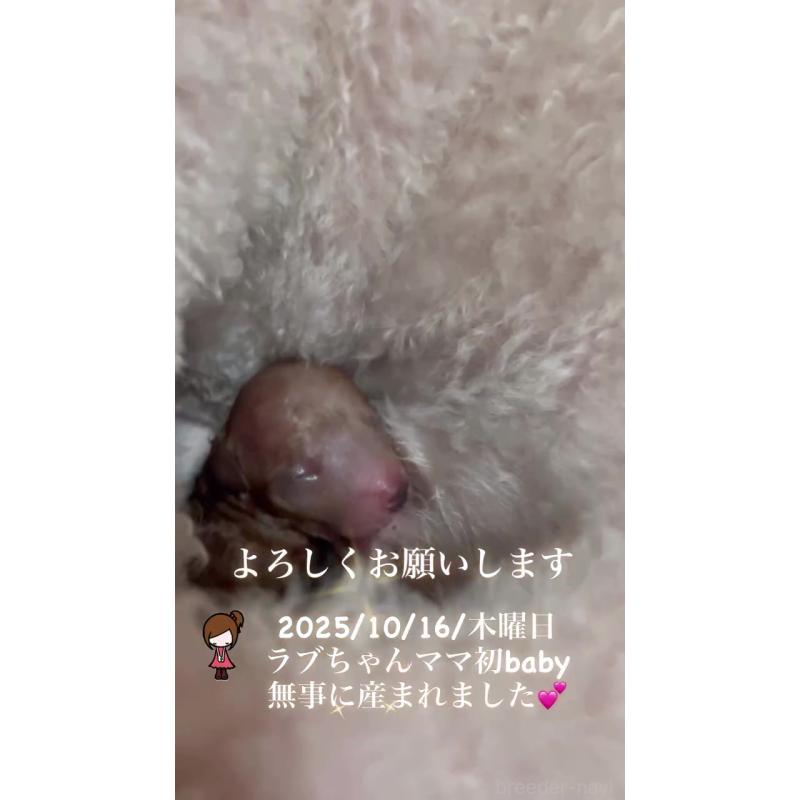 販売中の千葉県のトイプードル-420336の3枚目