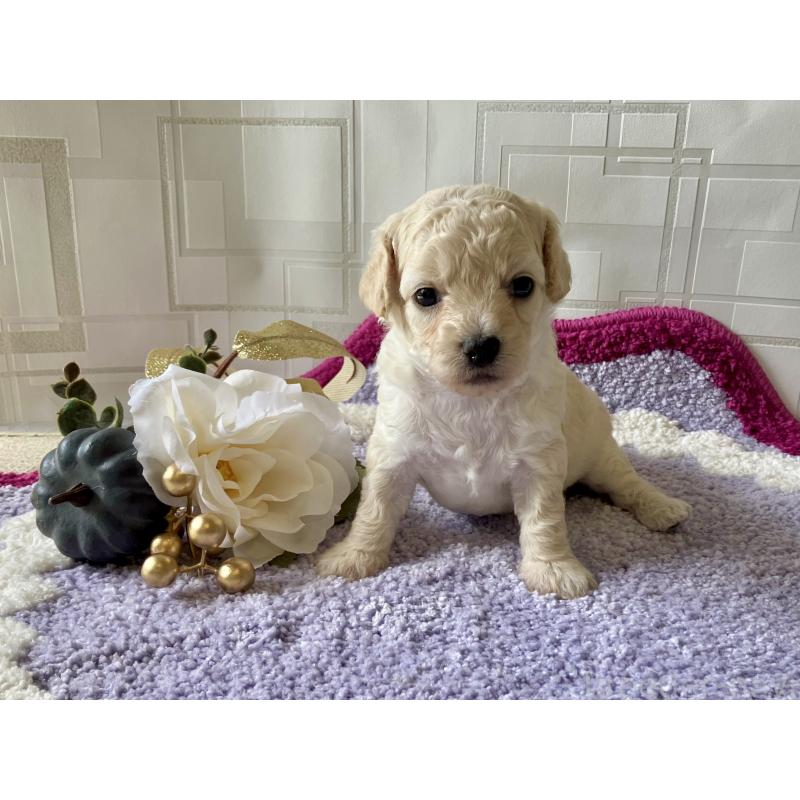 販売中の福岡県のミックス犬-420344の9枚目