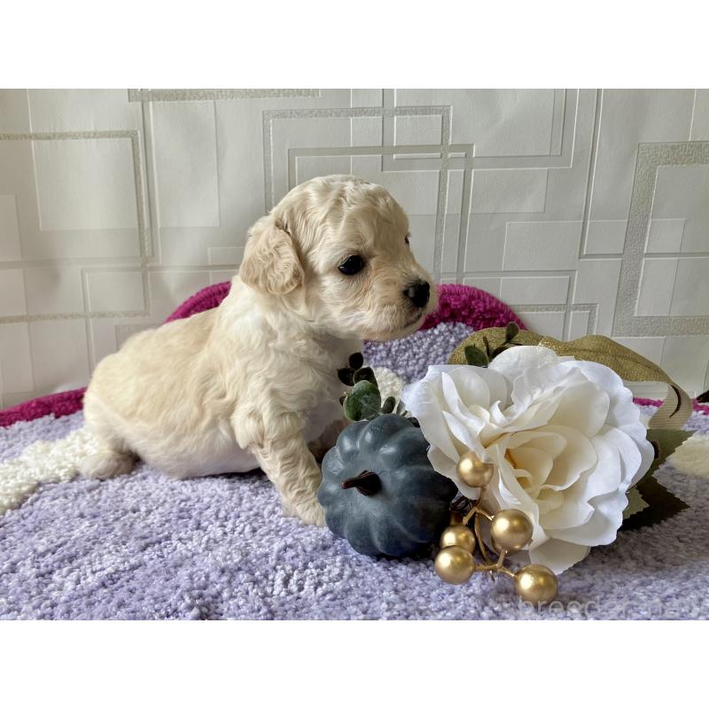 販売中の福岡県のミックス犬-420344の7枚目