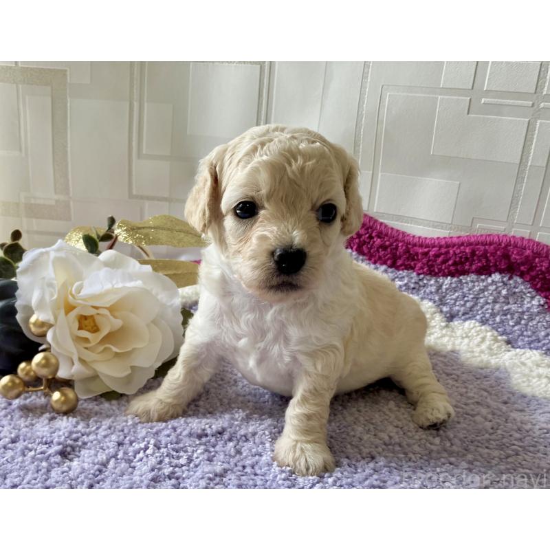 販売中の福岡県のミックス犬-420344の6枚目