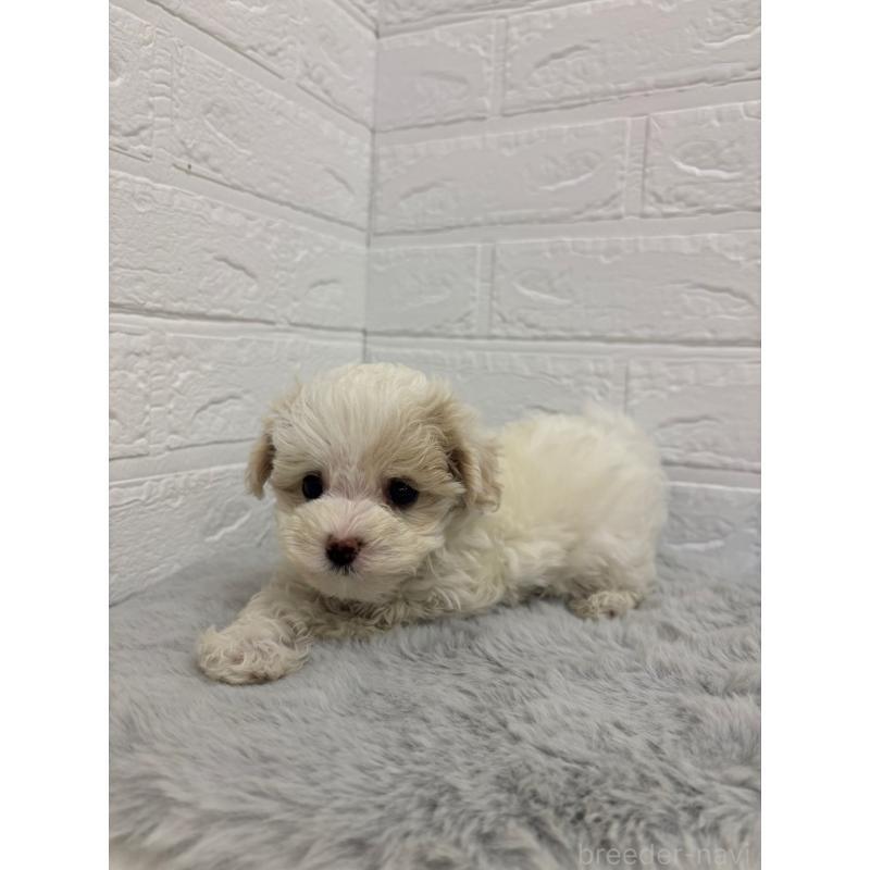 販売中の岡山県のマルプー:マルチーズ×トイプードル-420343の6枚目