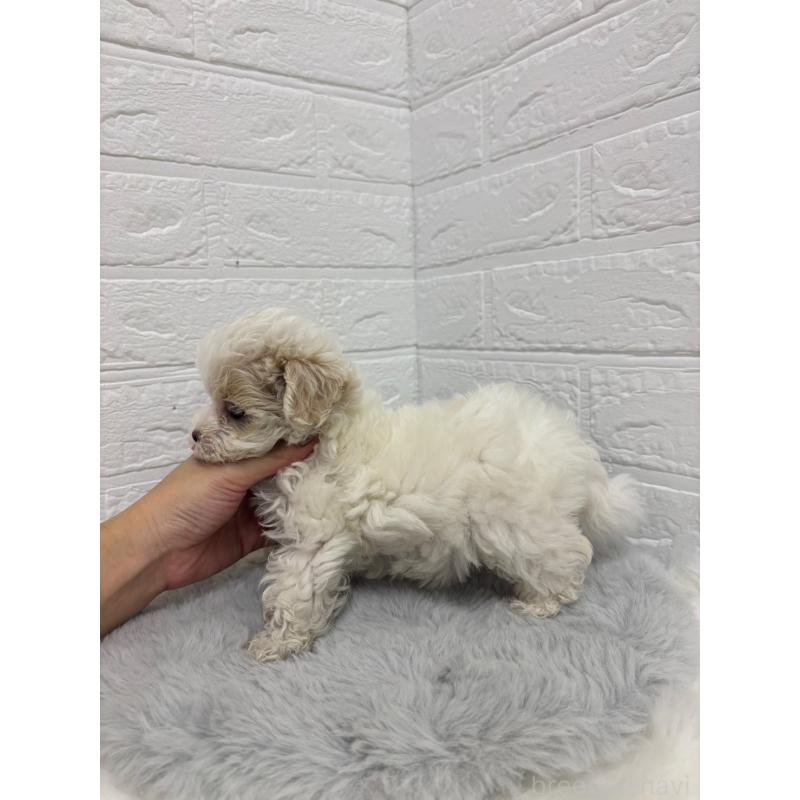 販売中の岡山県のマルプー:マルチーズ×トイプードル-420343の3枚目