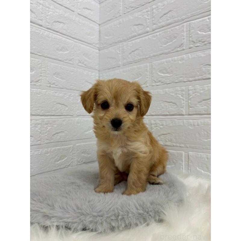 販売中の岡山県のミックス犬-420346の12枚目