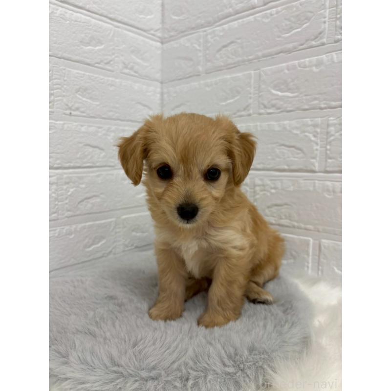 販売中の岡山県のミックス犬-420346の11枚目