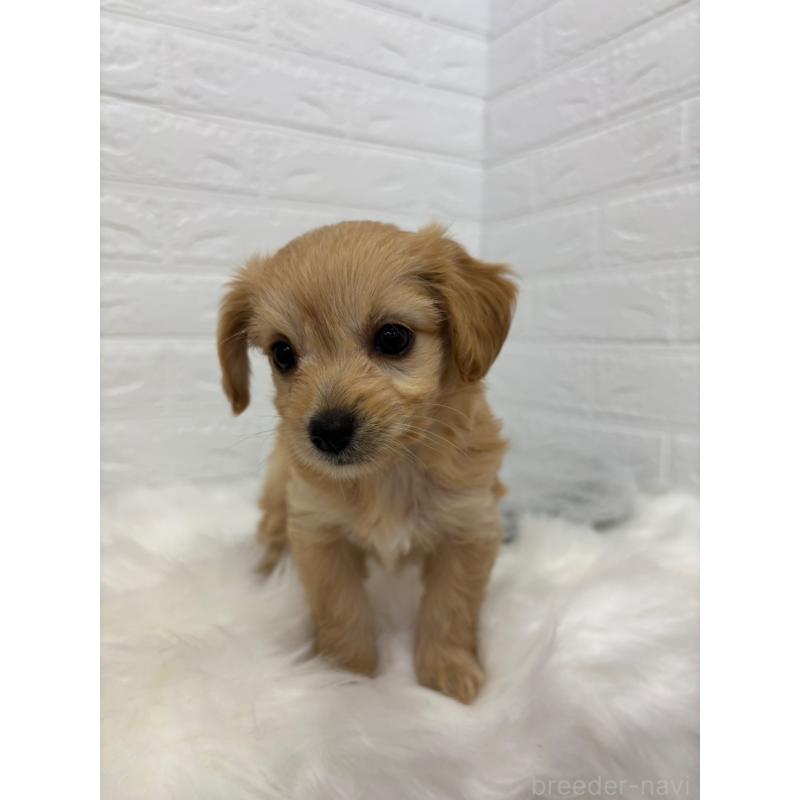 販売中の岡山県のミックス犬-420346の10枚目