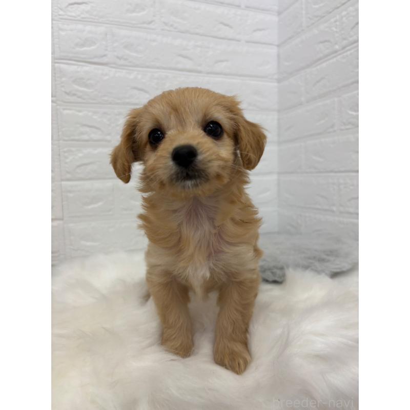 販売中の岡山県のミックス犬-420346の9枚目