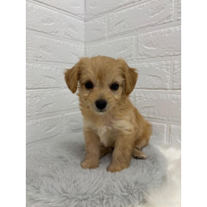 販売中の岡山県のミックス犬-420346の8枚目