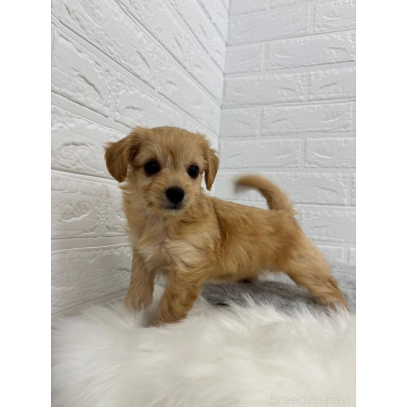 販売中の岡山県のミックス犬-420346の7枚目