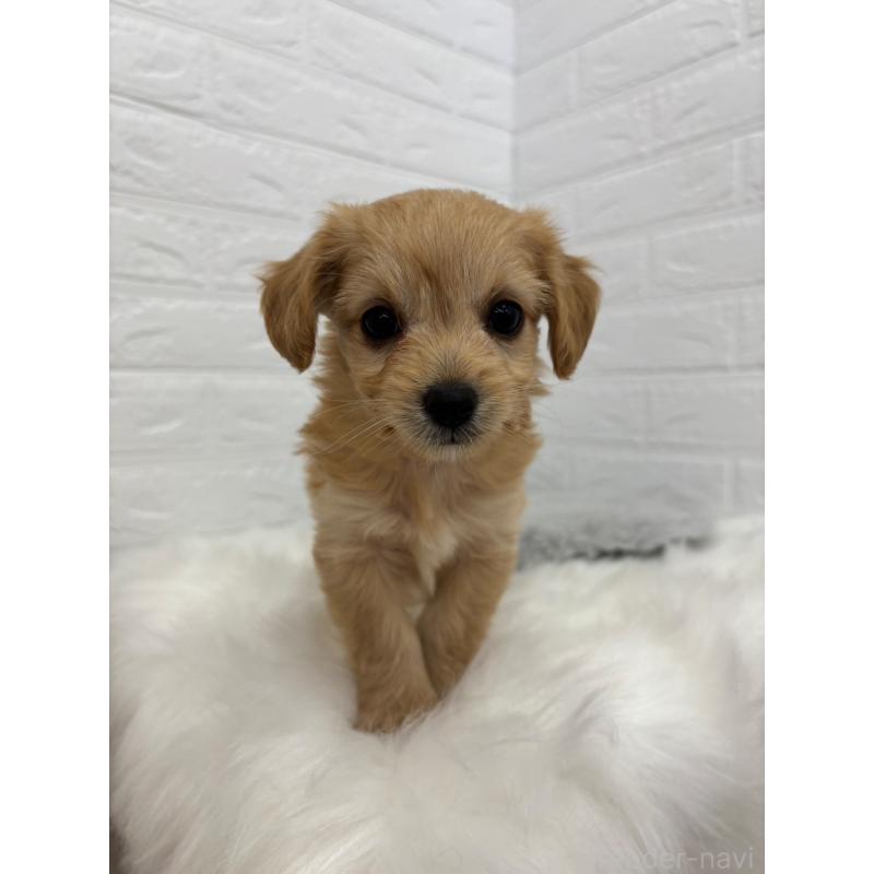 販売中の岡山県のミックス犬-420346の6枚目