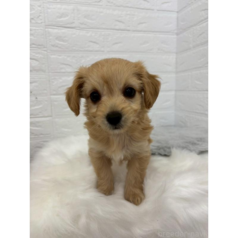 販売中の岡山県のミックス犬-420346の5枚目