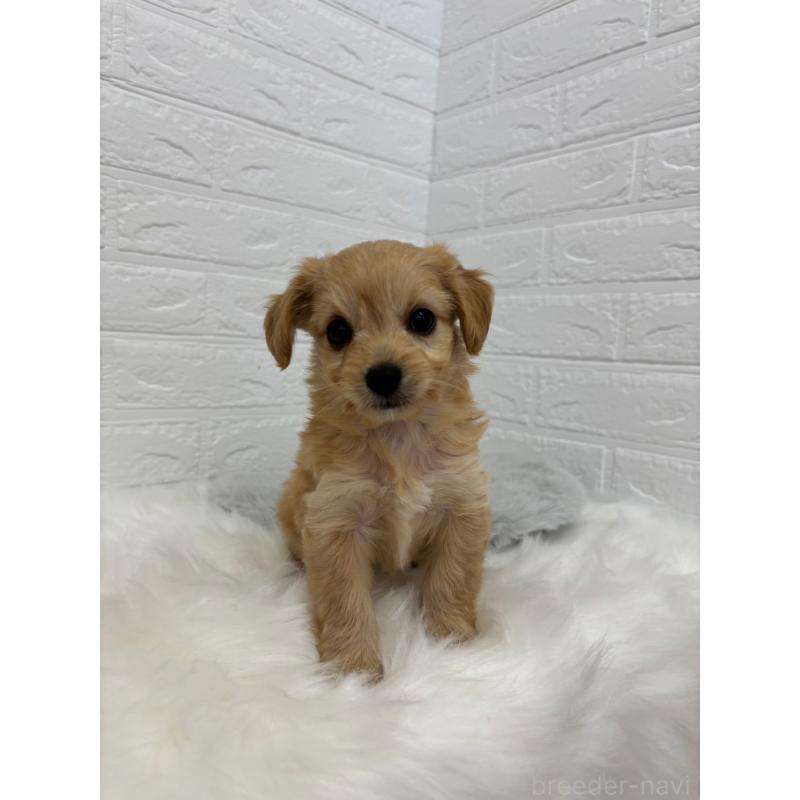 販売中の岡山県のミックス犬-420346の4枚目