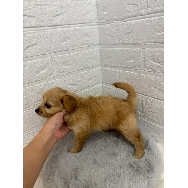 販売中の岡山県のミックス犬-420346の3枚目