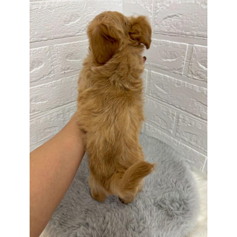 販売中の岡山県のミックス犬-420346の2枚目