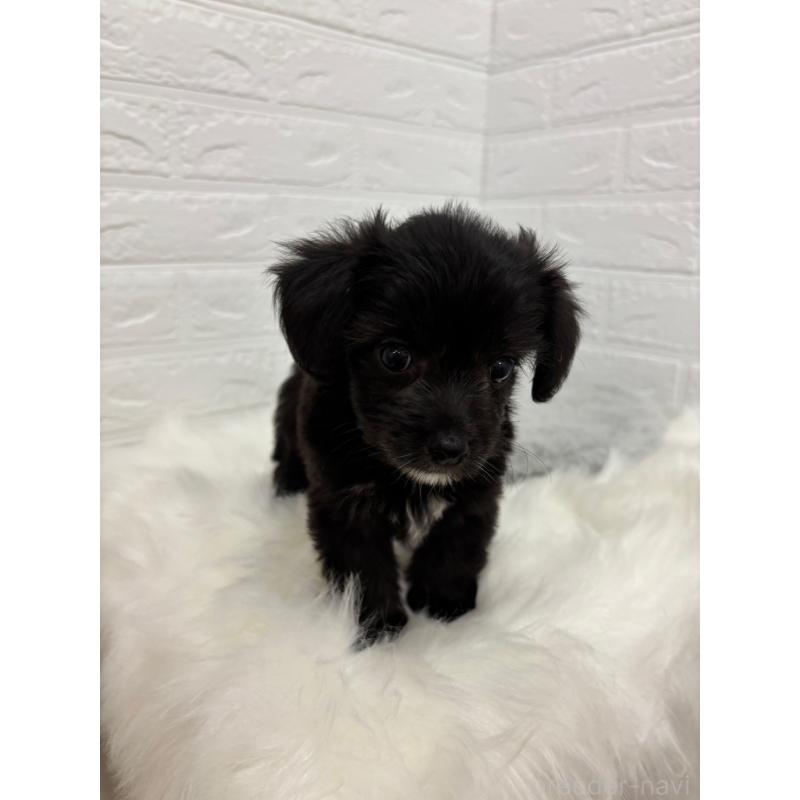 販売中の岡山県のミックス犬-420347の11枚目