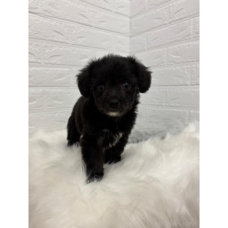 販売中の岡山県のミックス犬-420347の10枚目
