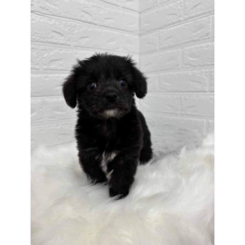 販売中の岡山県のミックス犬-420347の9枚目
