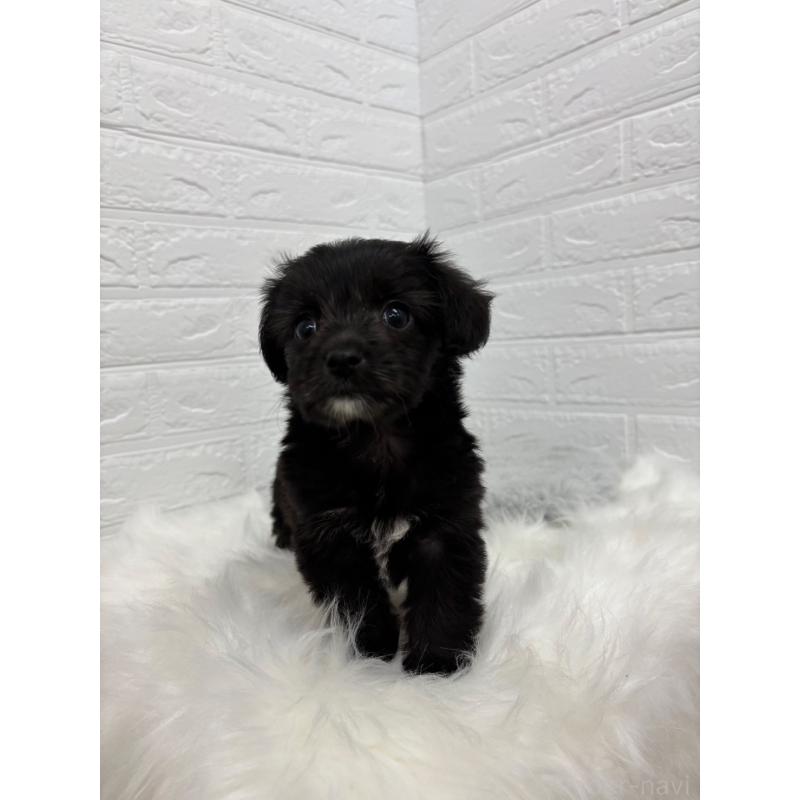 販売中の岡山県のミックス犬-420347の8枚目