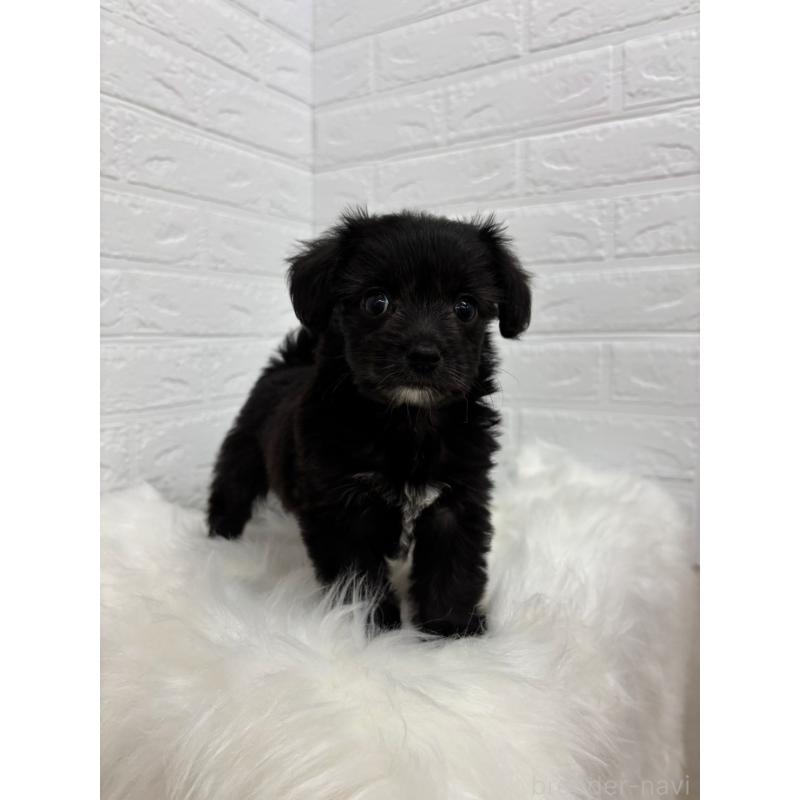 販売中の岡山県のミックス犬-420347の7枚目