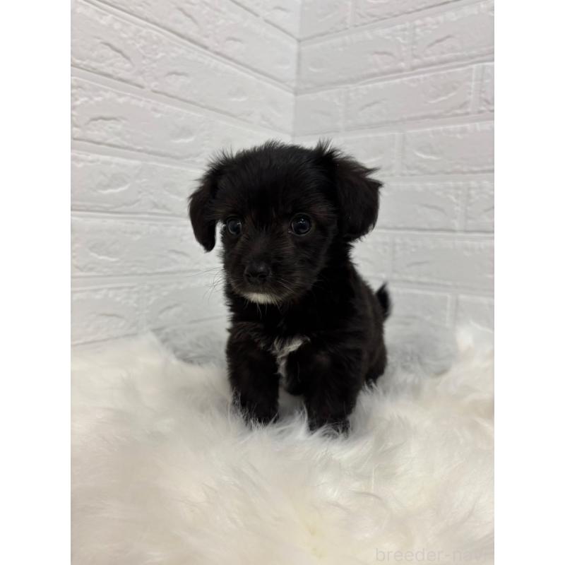 販売中の岡山県のミックス犬-420347の6枚目