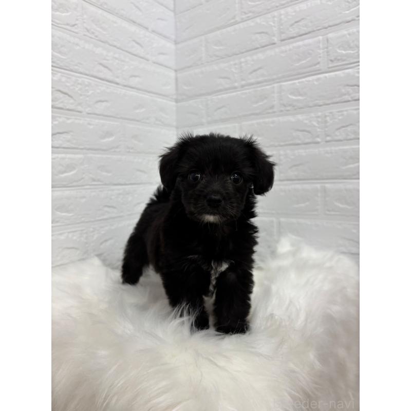 販売中の岡山県のミックス犬-420347の5枚目
