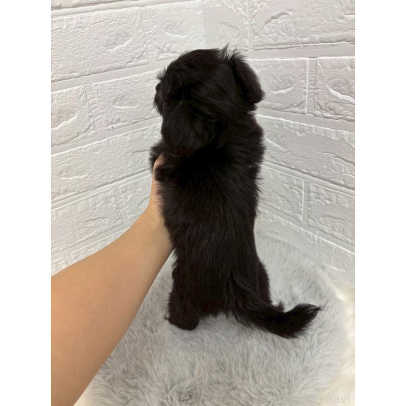 販売中の岡山県のミックス犬-420347の4枚目