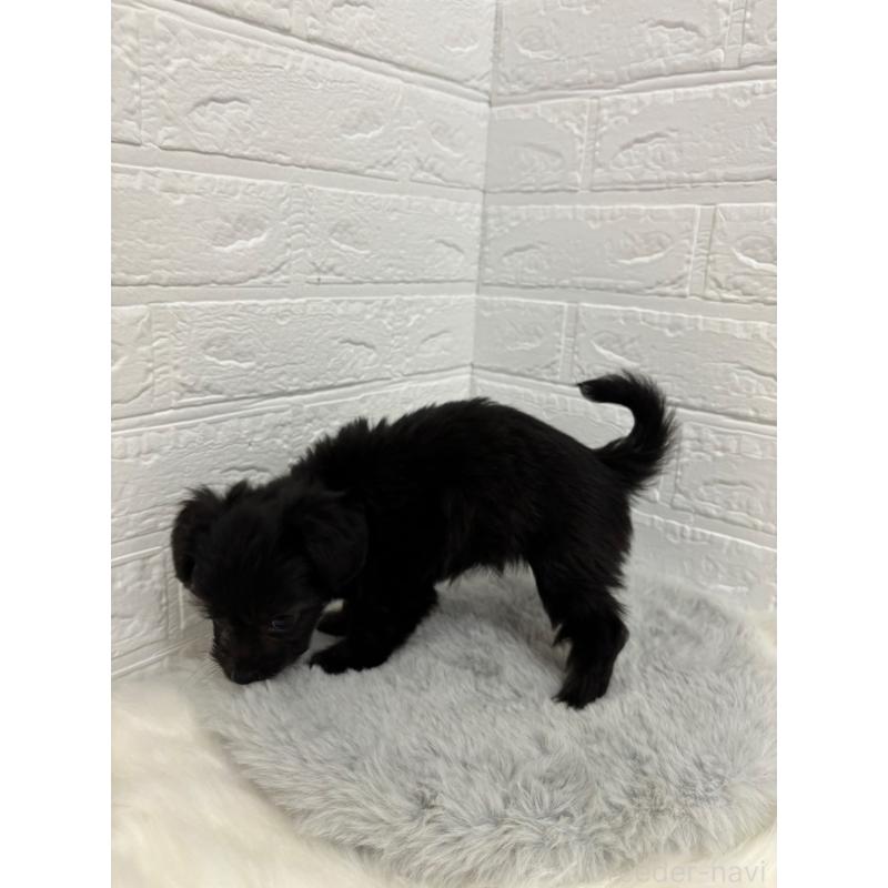 販売中の岡山県のミックス犬-420347の3枚目
