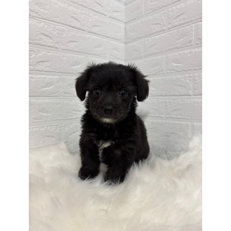 販売中の岡山県のミックス犬-420347の2枚目