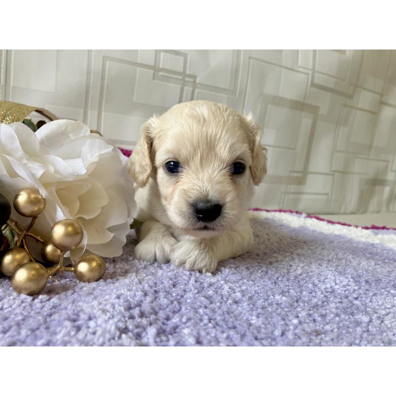 販売中の福岡県のミックス犬-420349の6枚目