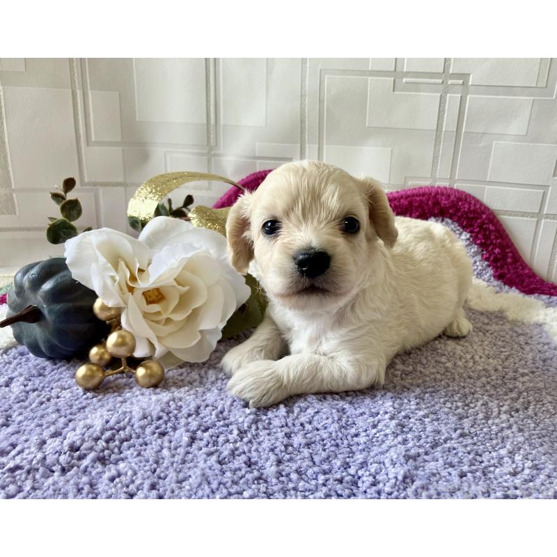 販売中の福岡県のミックス犬-420349の5枚目