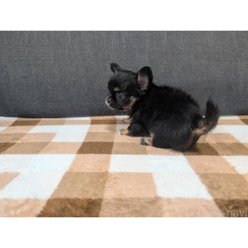 販売中の愛知県のチワワ(ロングコート)-419170の20枚目