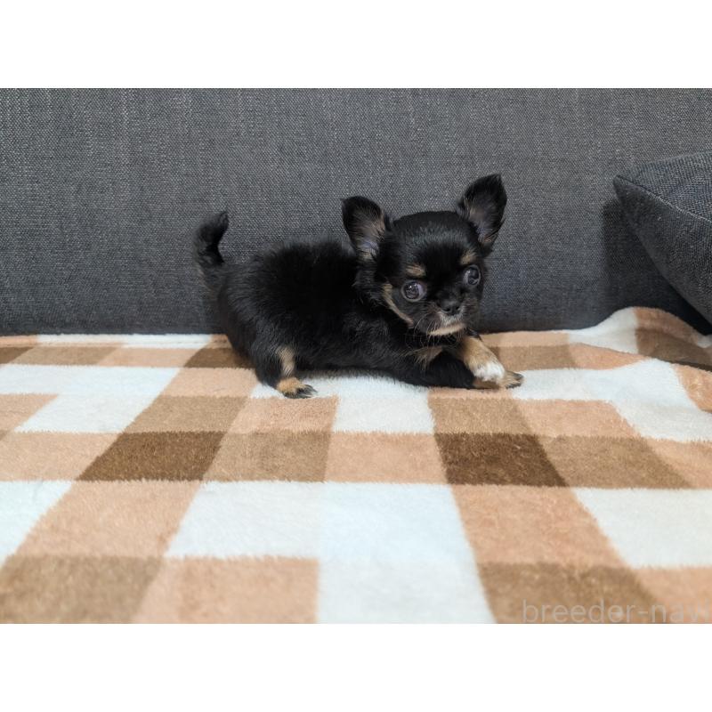 販売中の愛知県のチワワ(ロングコート)-419170の19枚目